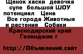 Щенок хаски, девочка супе, большой ШОУ потенциал › Цена ­ 50 000 - Все города Животные и растения » Собаки   . Краснодарский край,Геленджик г.